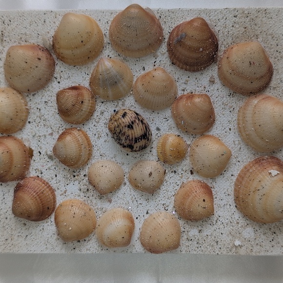 3 Pc Seashell Art, Beach Art, 3 Pieces 5x7 Wall Art, Hand Crafted Sea Shells - Picture 14 of 15